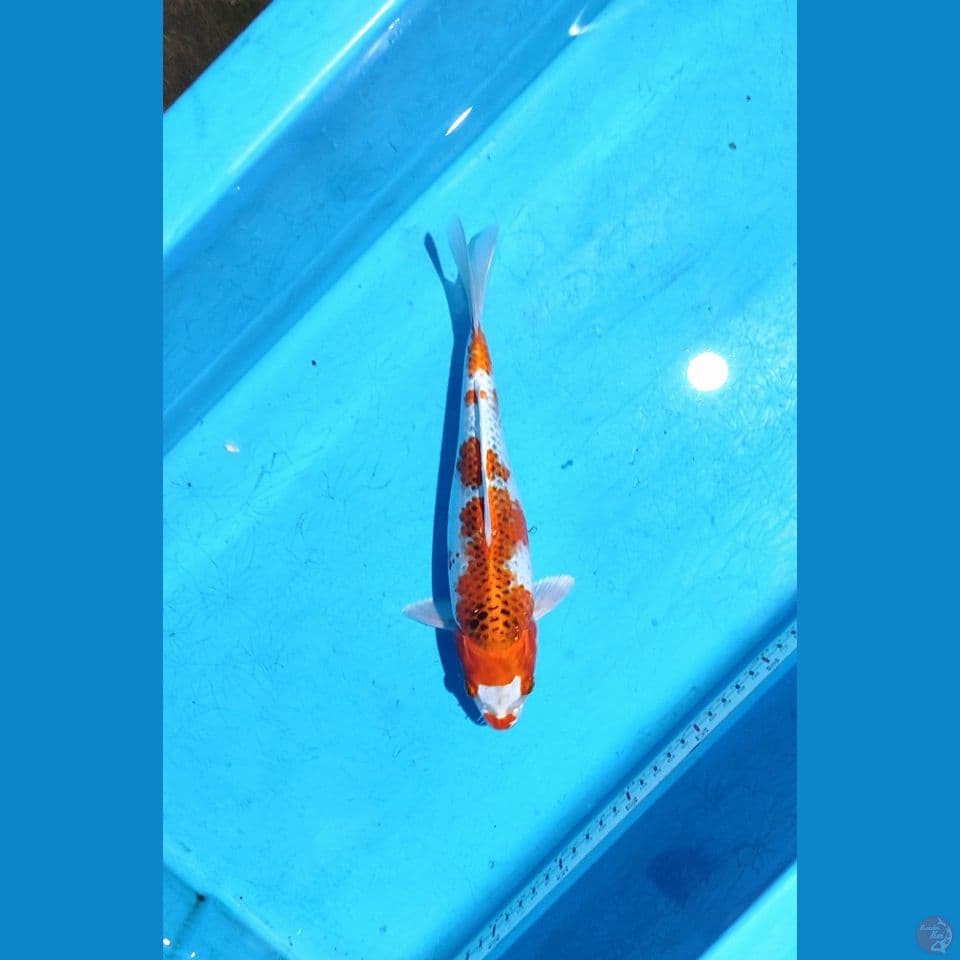 Kujaku