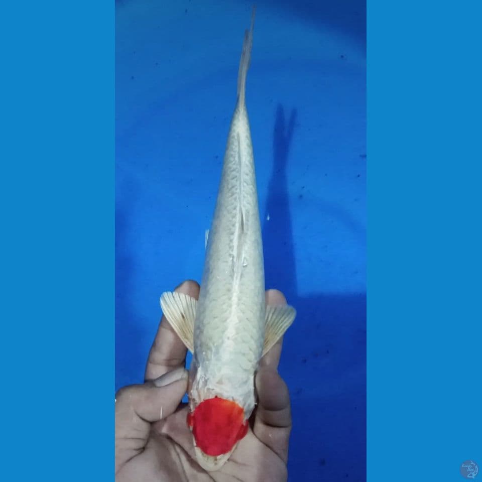 TANCHO KOHAKU SAKURA 27CM