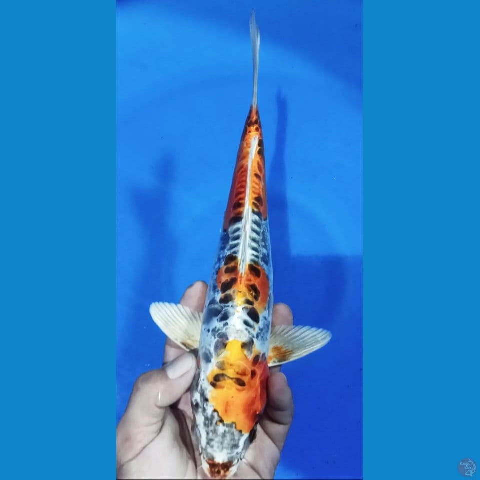 M 30CM HARIWANKE DOITSU