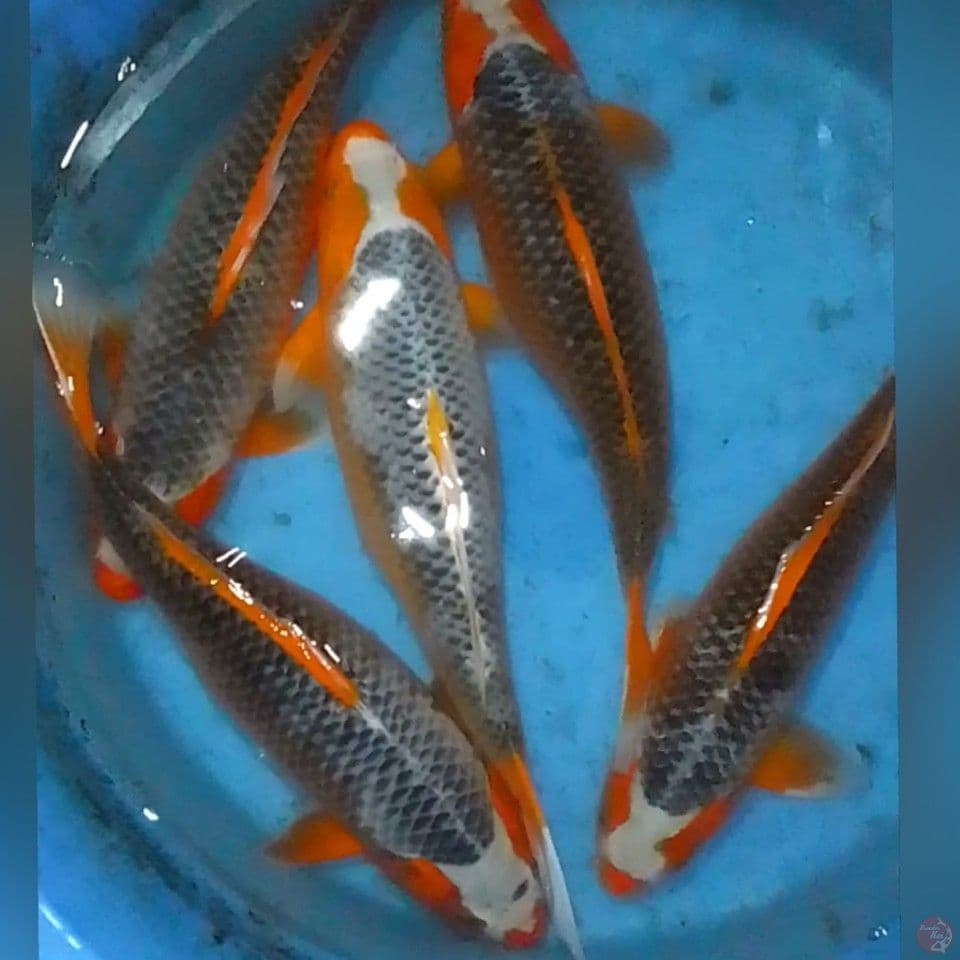 ASAGI 45BU