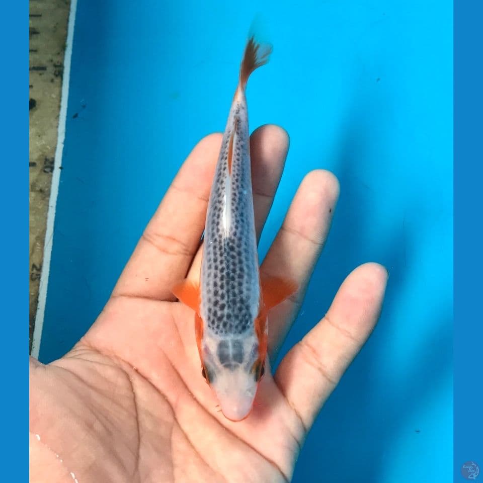 asagi 14cm