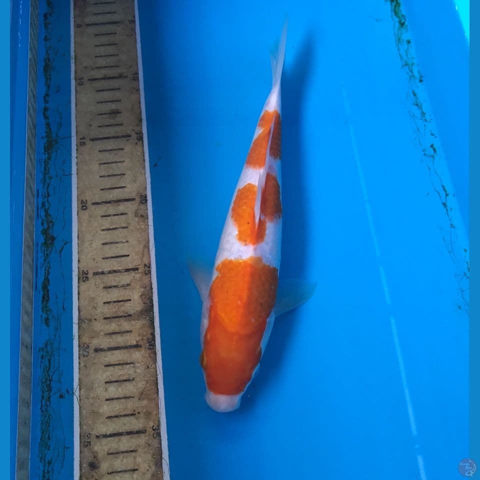 kohaku 26cm