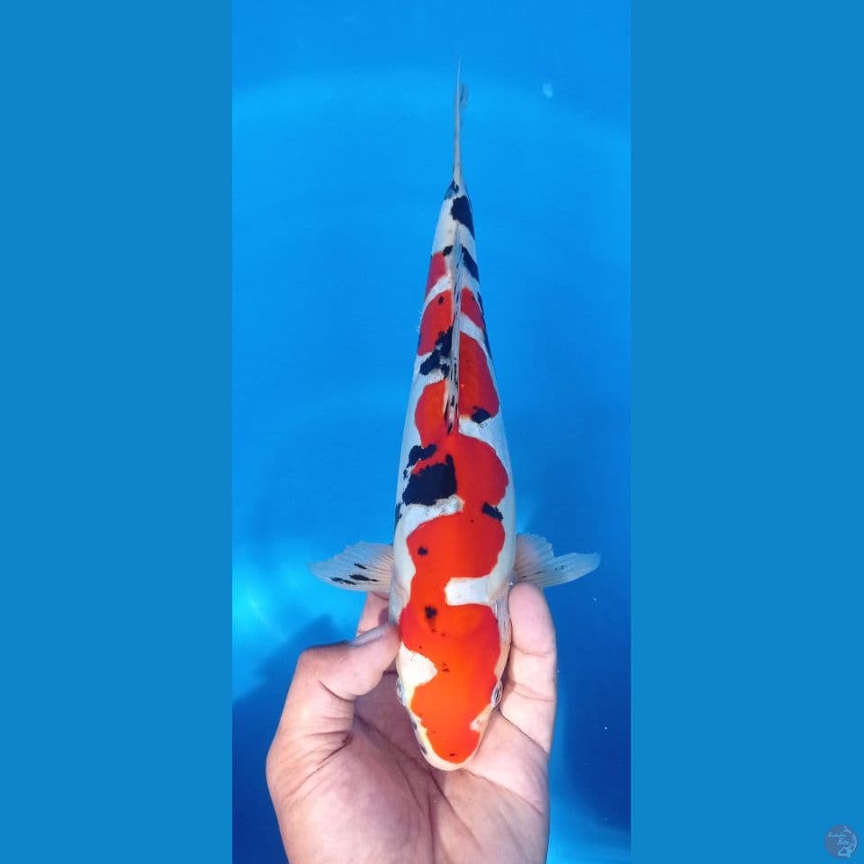 sanke doit 32cm