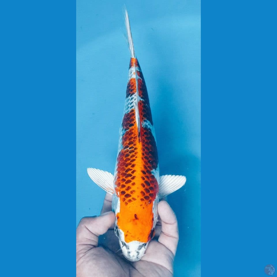 inazumaku 32cm