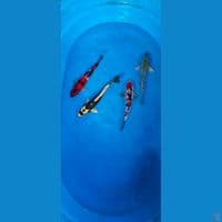 23-25cm Beny kumon, Kabuto, aragoke