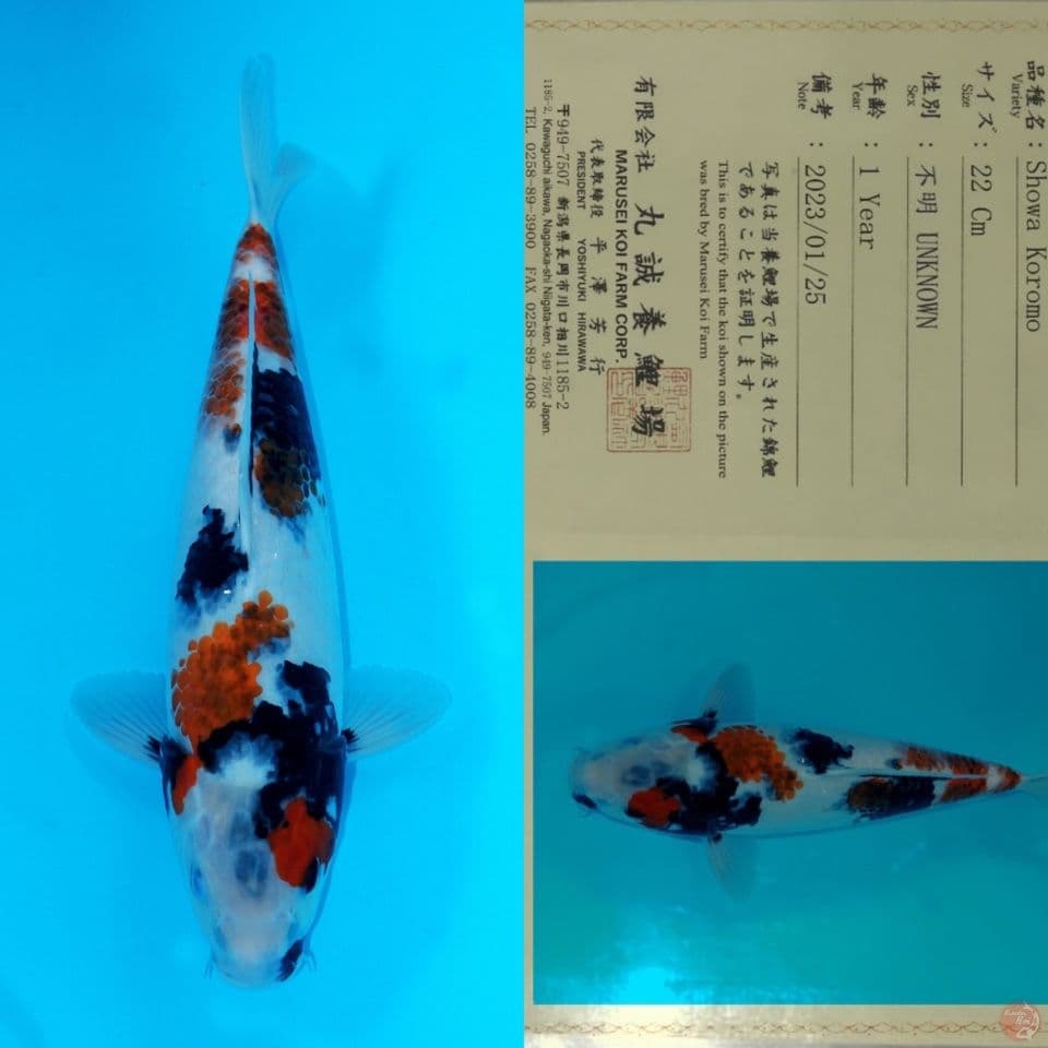 MARUSEI SHOWA KOROMO HQ 35CM