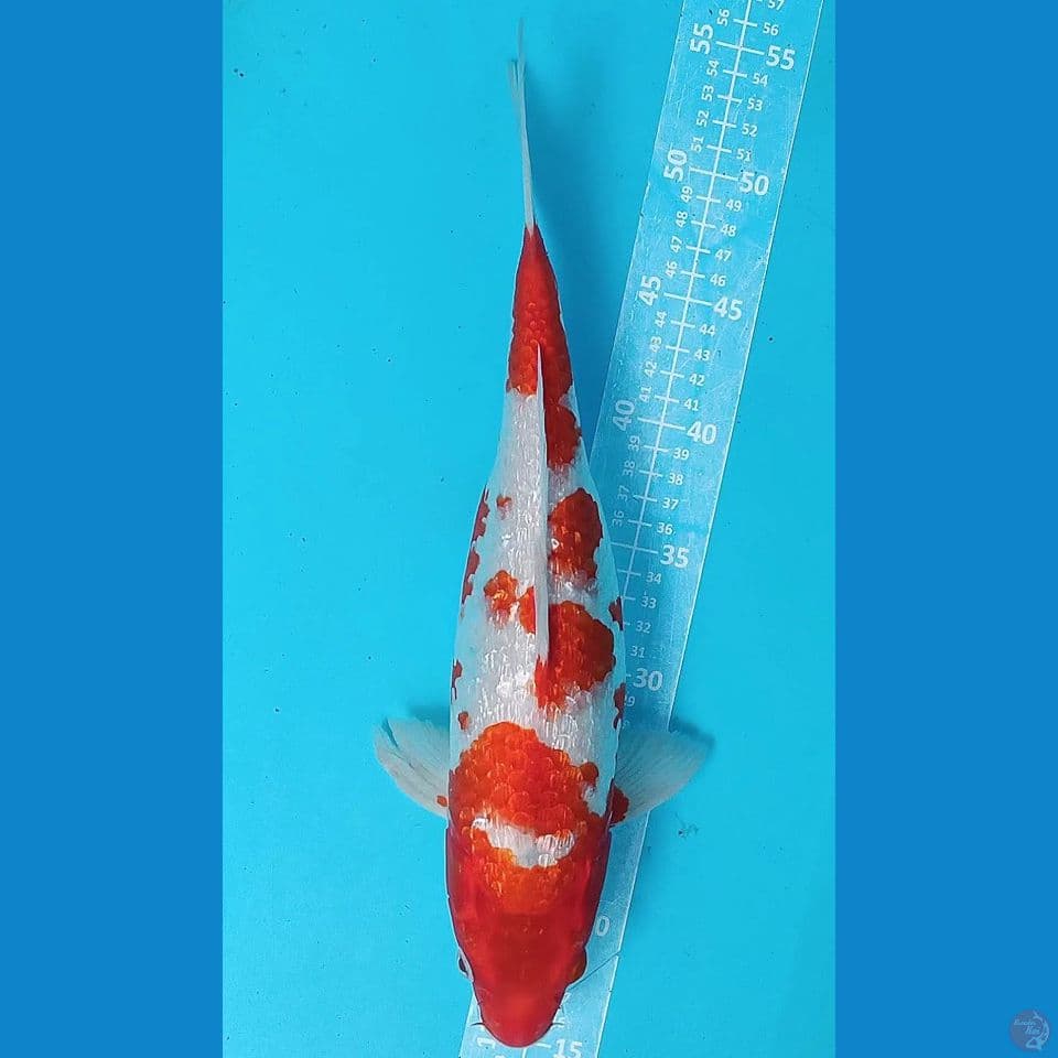 F 40CM KOHAKU GINDRIN