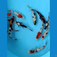 Showa shiro (11ekor) 15-18cm