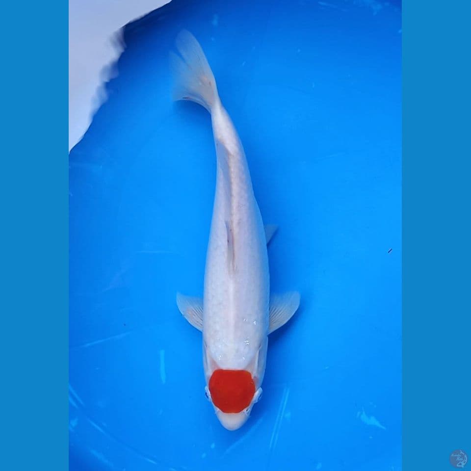 TANCHO 33CM