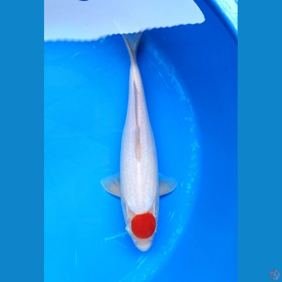 TANCHO 33CM