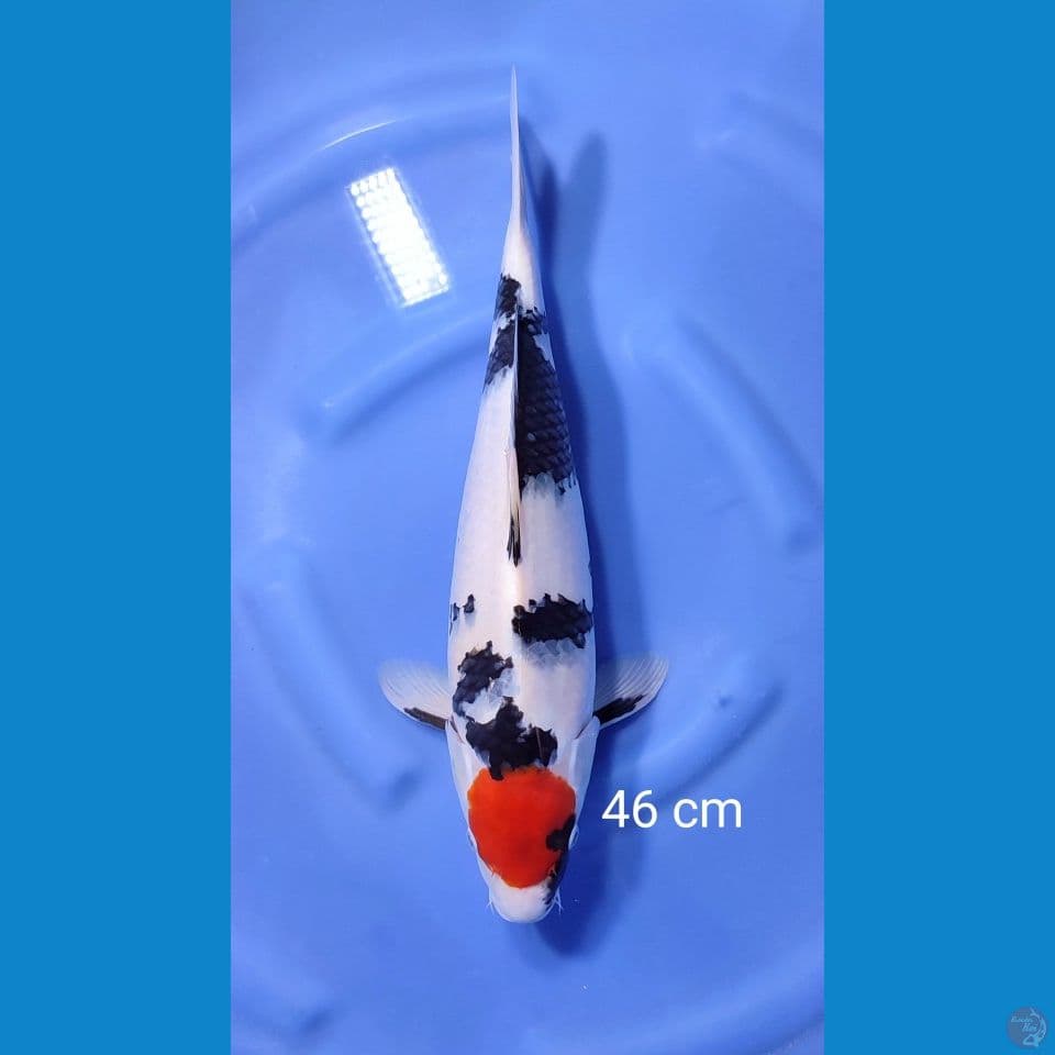tancho showa sq 46cm