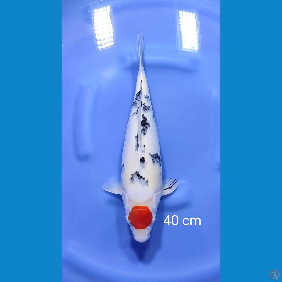 tancho sanke 40cm