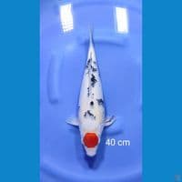tancho sanke 40cm