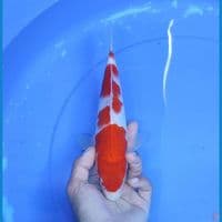 kohaku 25cm/male
