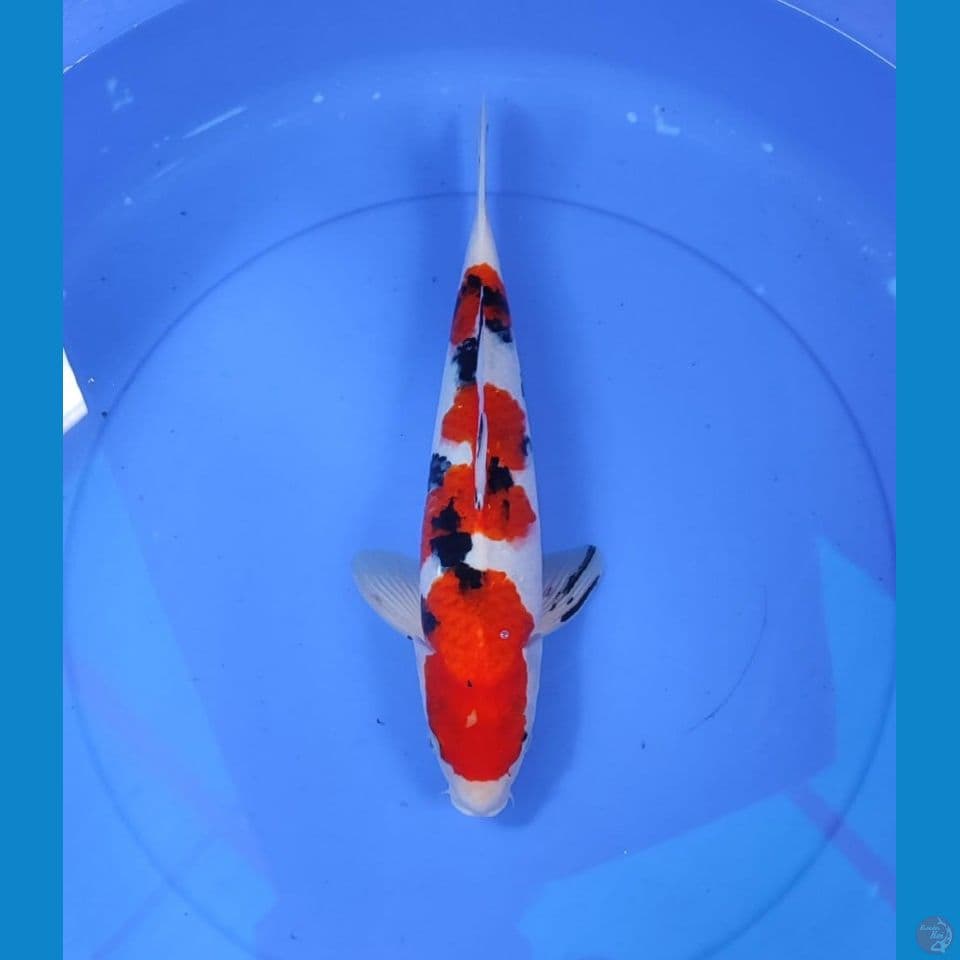 sanke 37cm/male