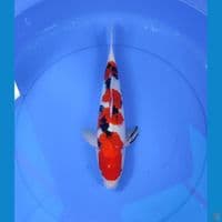 sanke 37cm/male
