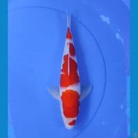 kohaku 33cm/male