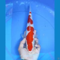 kohaku 31cm/male