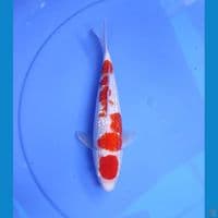 kohaku 25cm/male