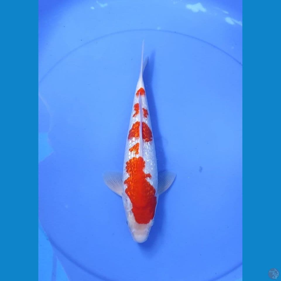 kohaku 30cm/male