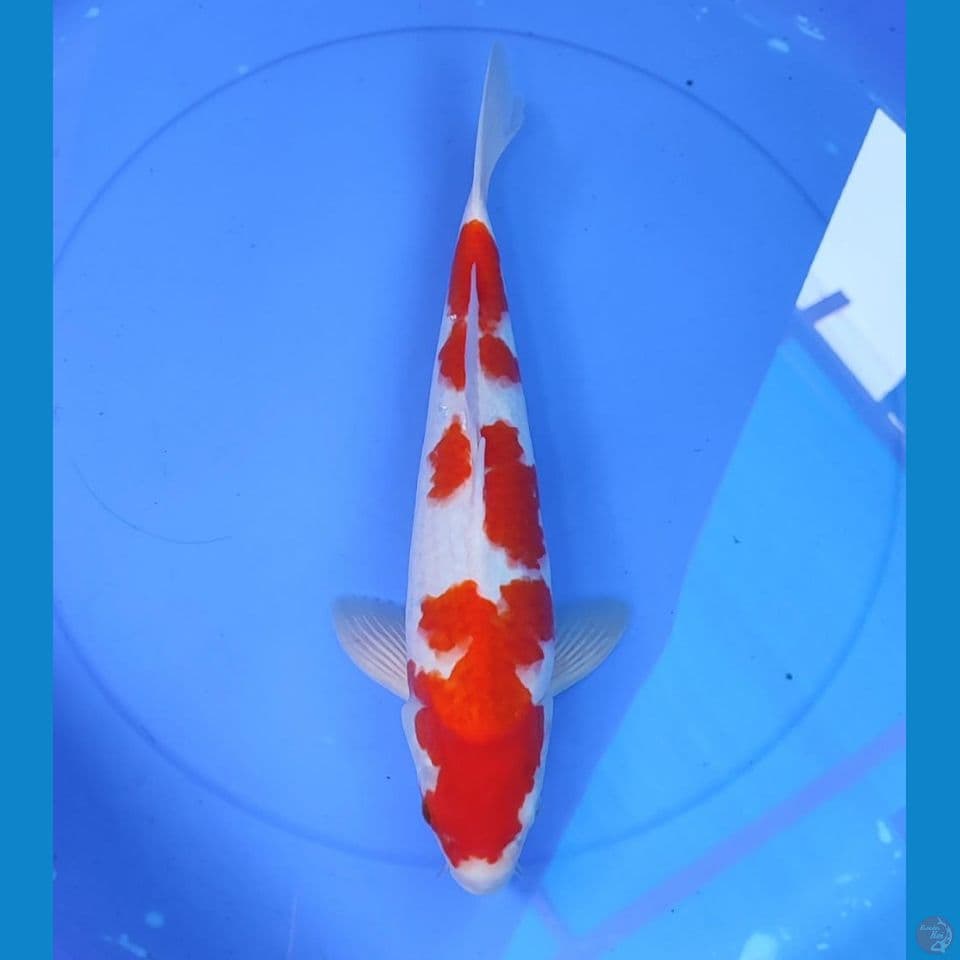 kohaku 37cm/male