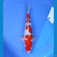 kohaku 37cm/male
