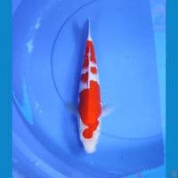 kohaku 34cm/male