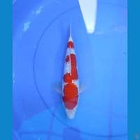 kohalu 28cm/male 