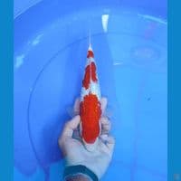kohaku 30cm/male