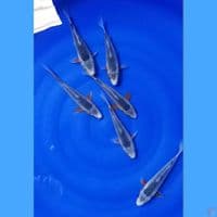 asagi 16.18 cm