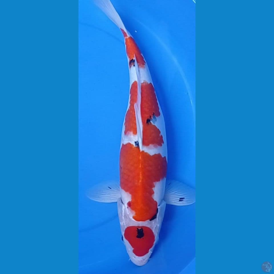 SANKE MARU 50CM