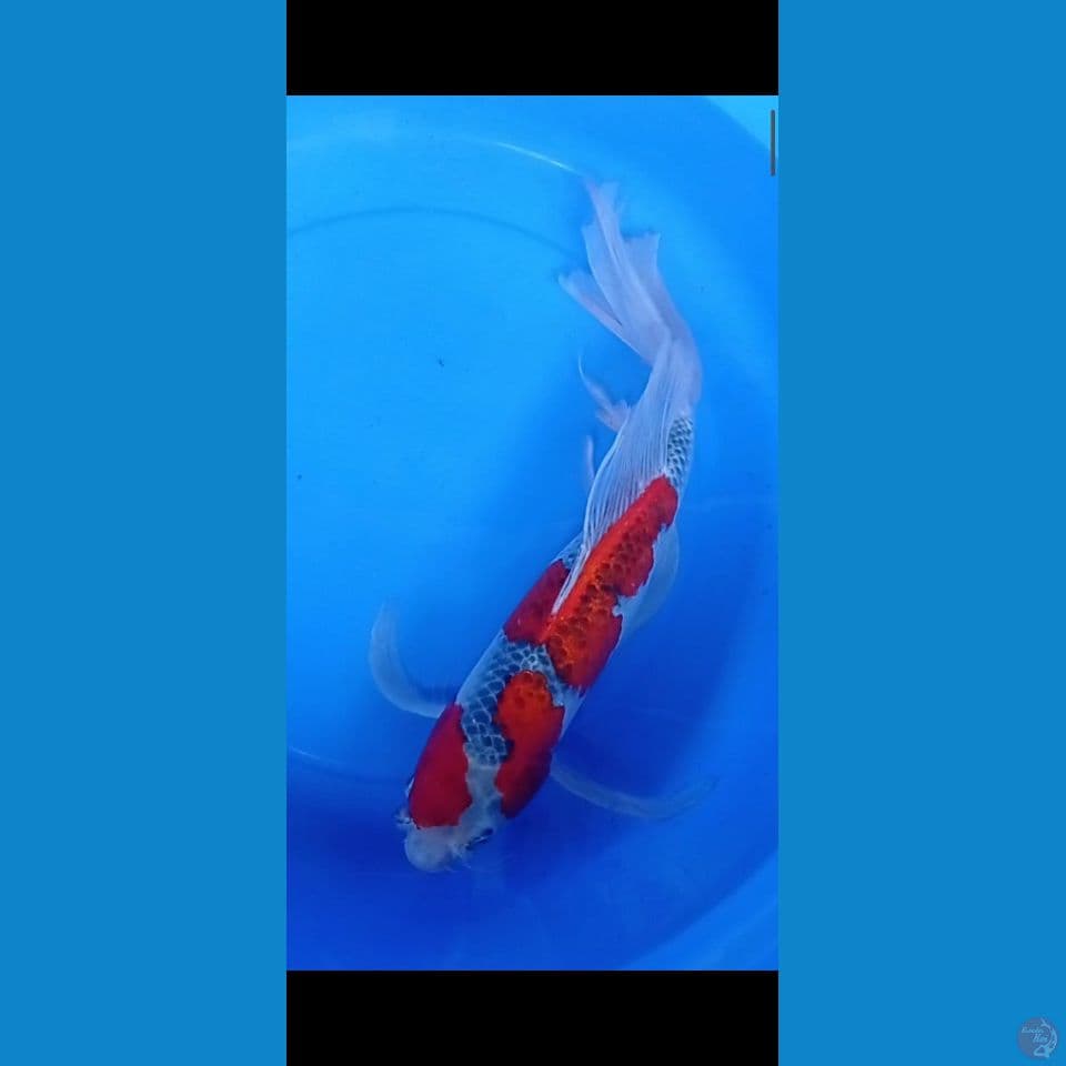 GOSPAY 52CM