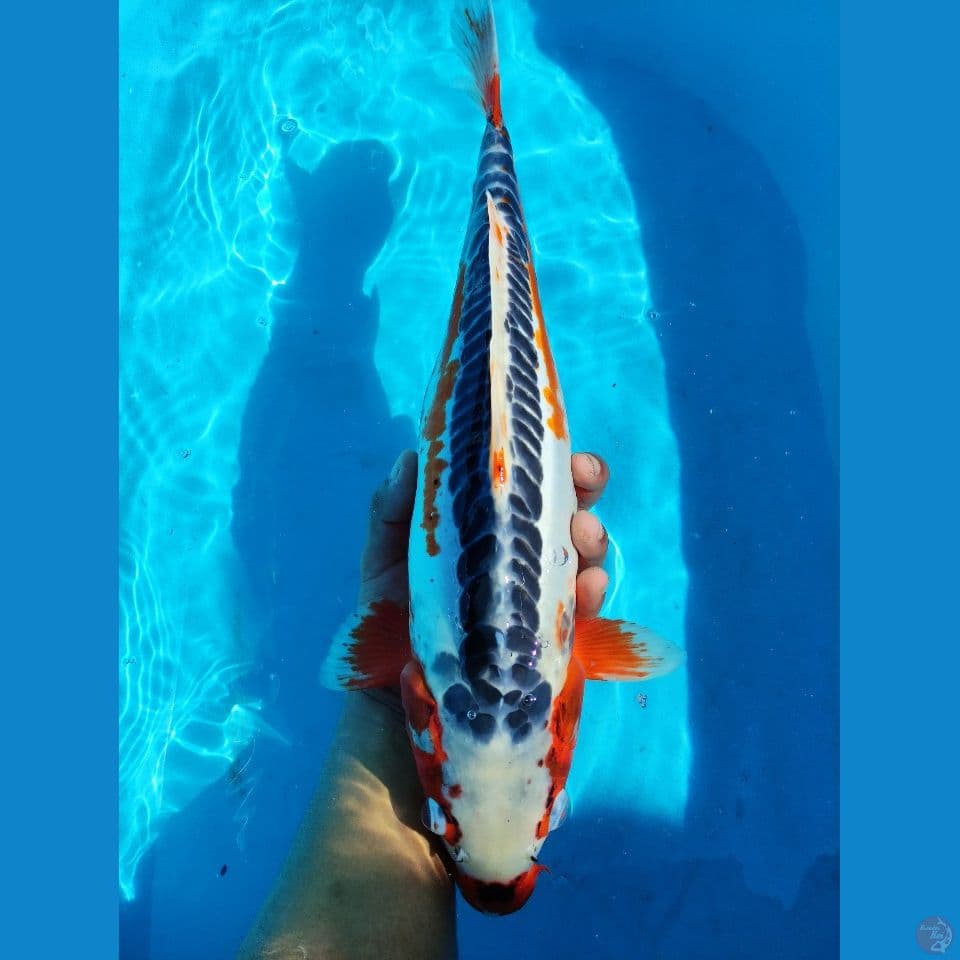 Shusui 55 cm | Female