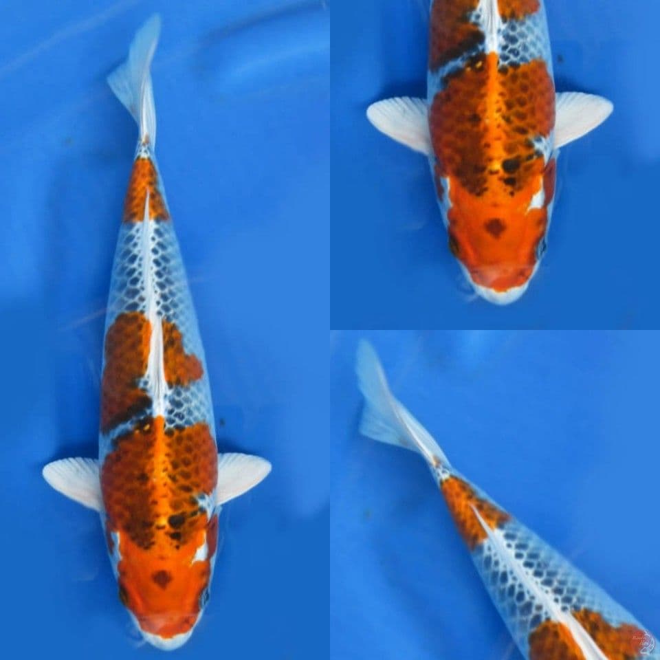 30cm , kujaku