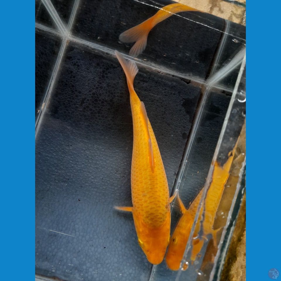 25cm Red karasi