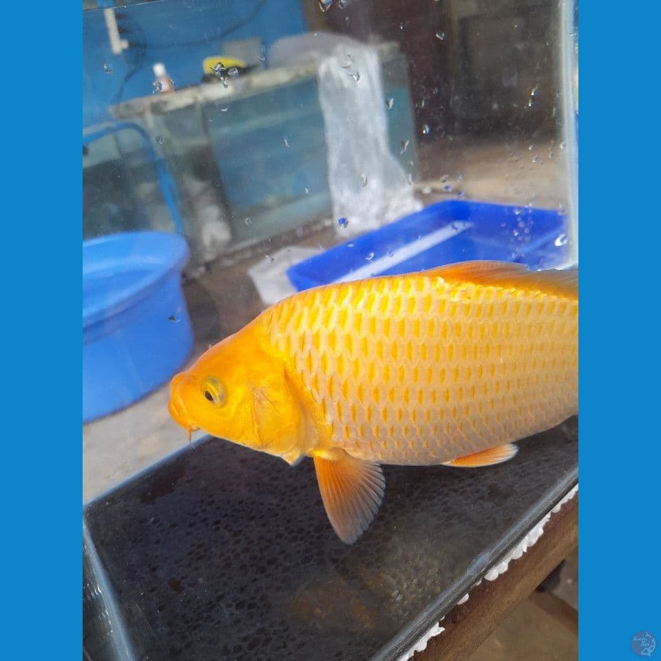 25cm Red karasi