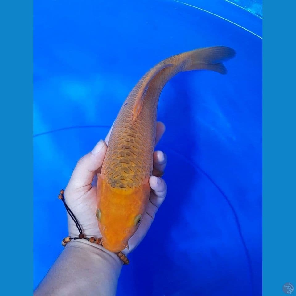 25cm caramel