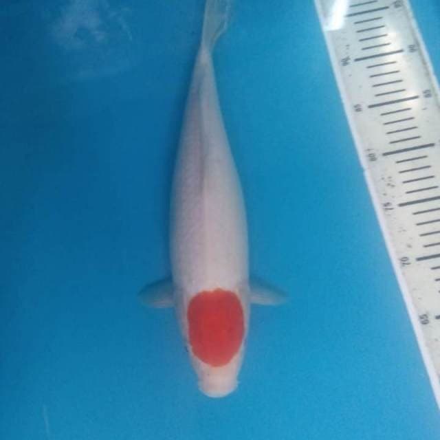 Tancho kohaku