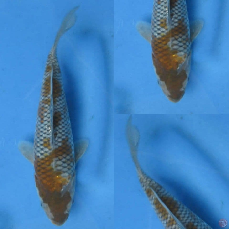 20cm, Ochiba