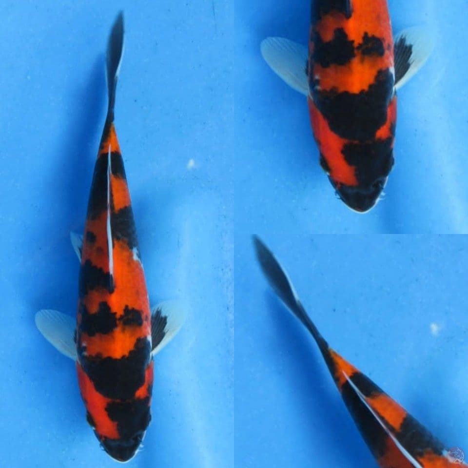 18cm, Hi showa pekat
