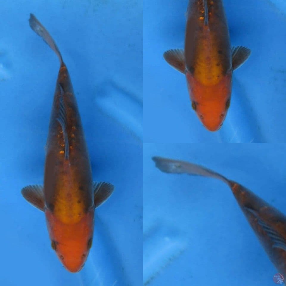 28cm, Chagoi tembaga doitsu