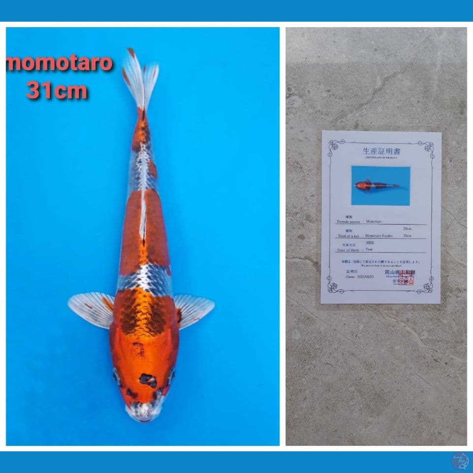 MOMOTARO KUJAKU 31CM SERTI
