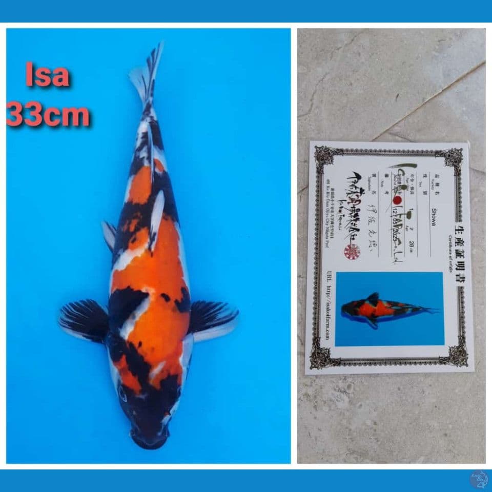 ISA SHOWA 33CM SERTI