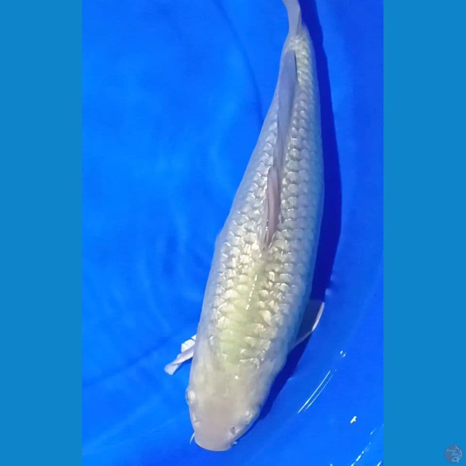 Baby face Male 40 cm 
