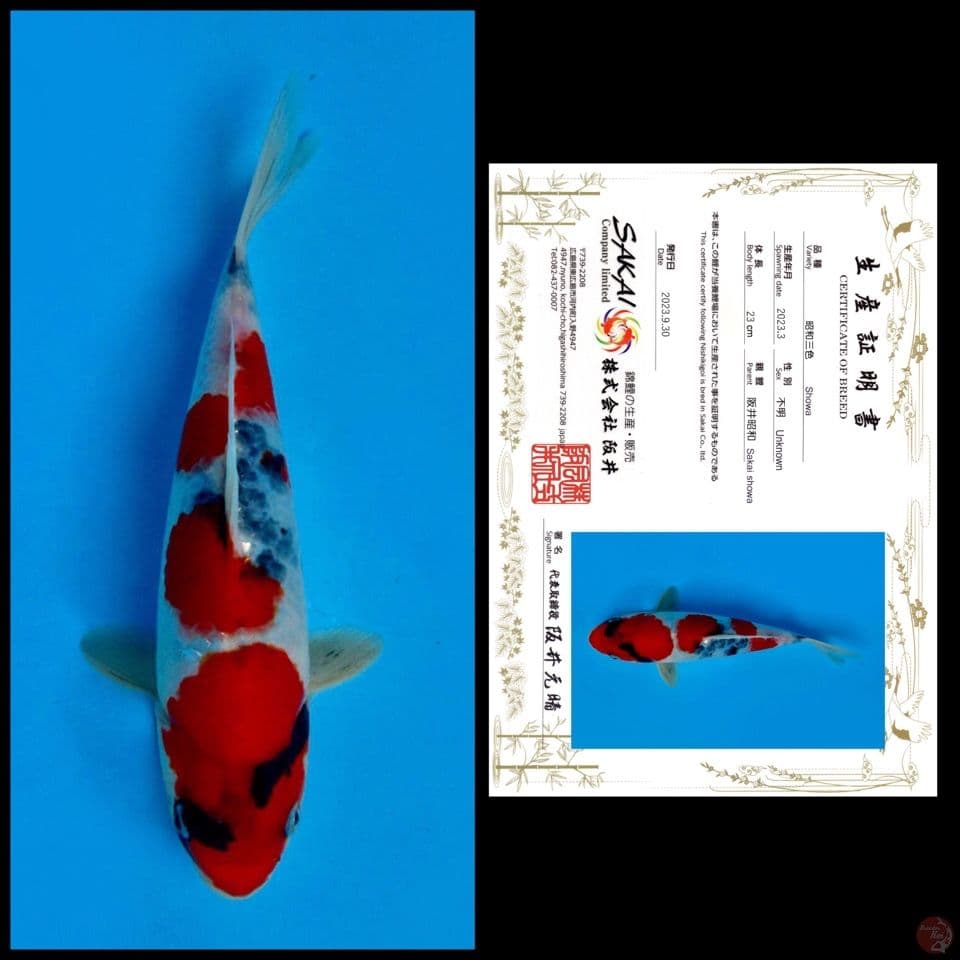 Showa sakai 23cm 