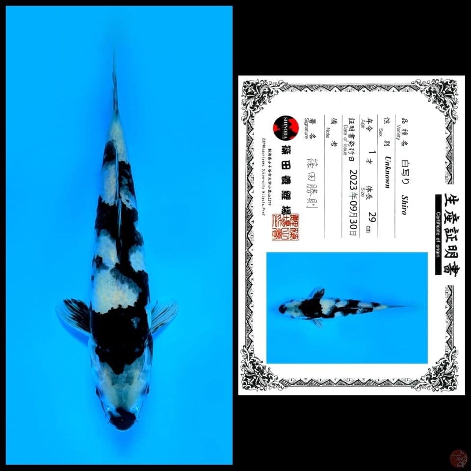 Siro 29cm male 