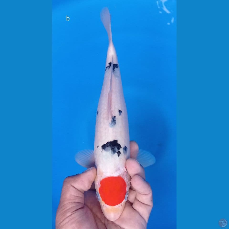 tanco b 30cm