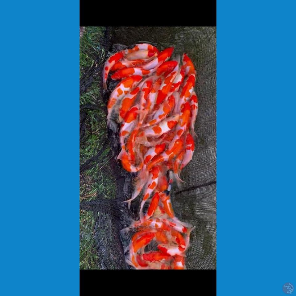 Borong ikan kualitas (HQ) 20-30cm 90%Doitsu