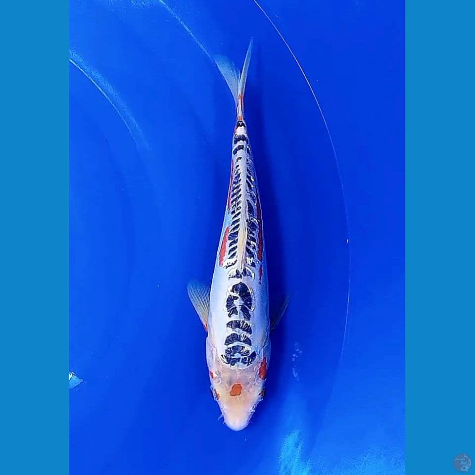 32 cm langka tanco sushui ginrin