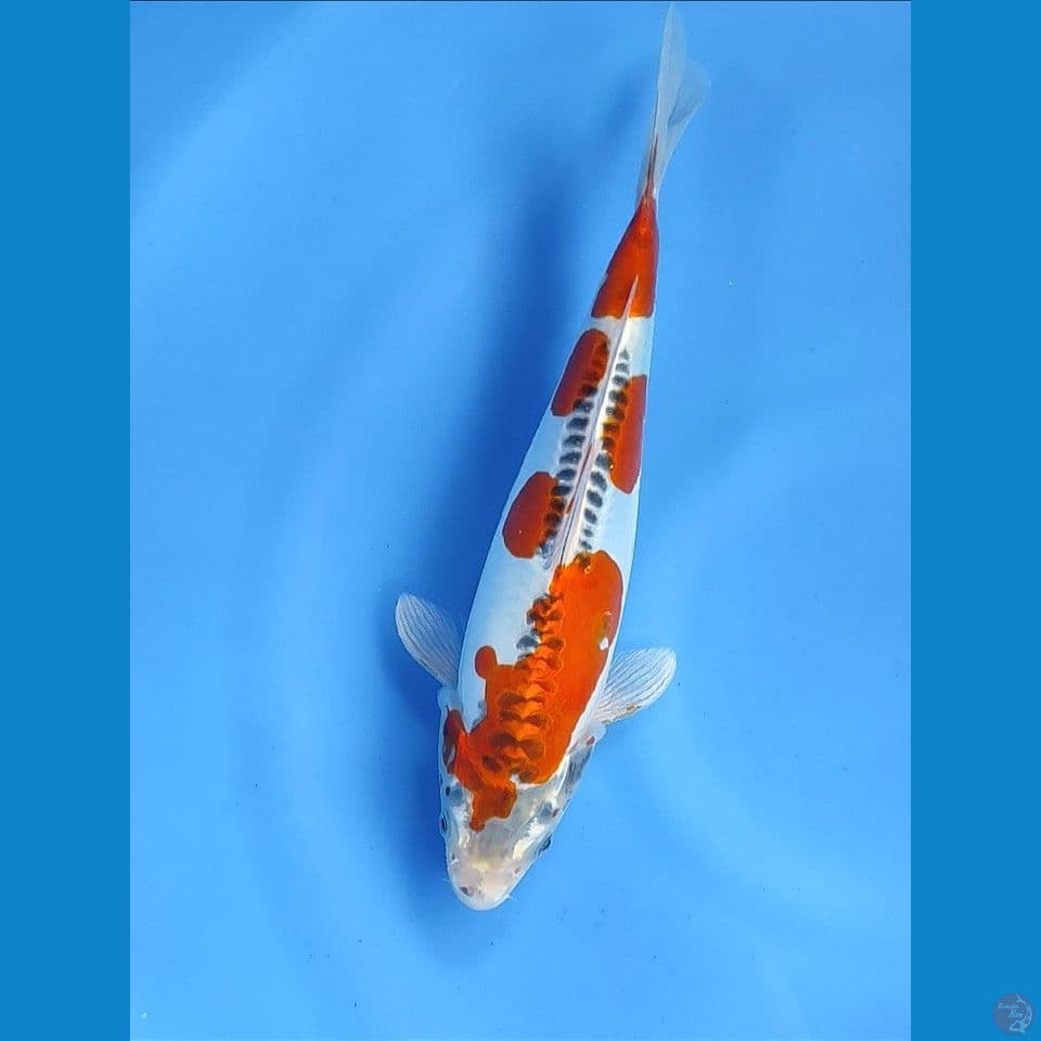 F30Bu (29cm)